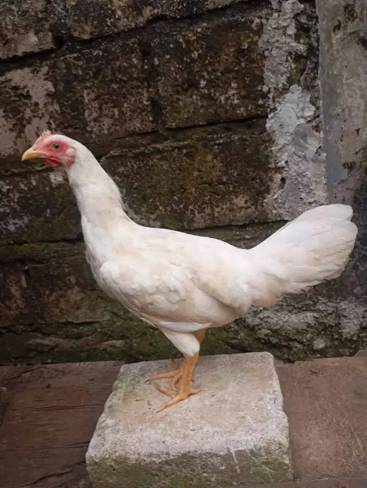 Ayam kampung putih betina dara bulu selap hitam