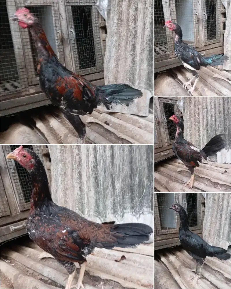 Ayam kampung remaja borongan 5 ekor
