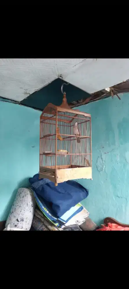 Burung cerukcukan Garuda fullset