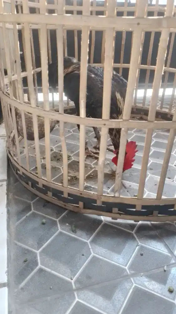 Ayam jago kampung