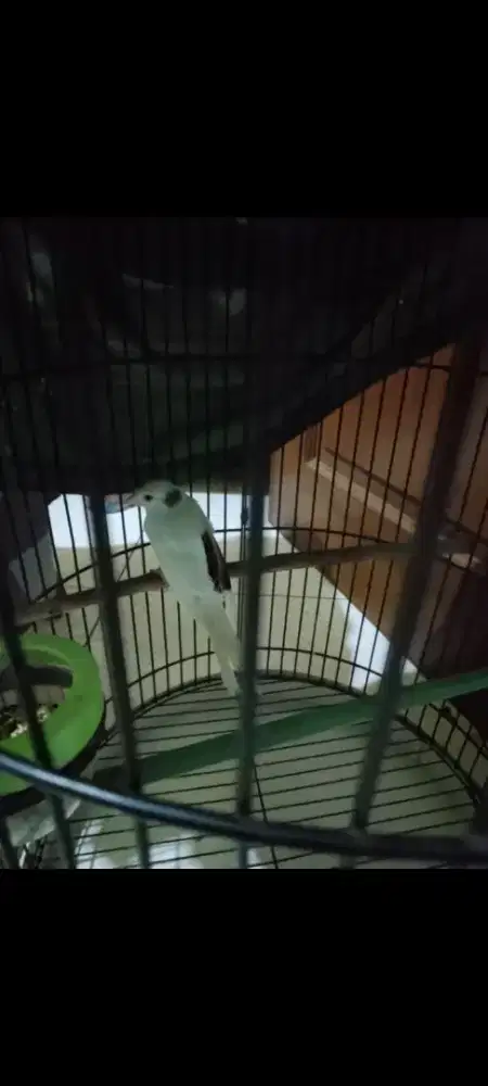 Kenari panda paud jantan