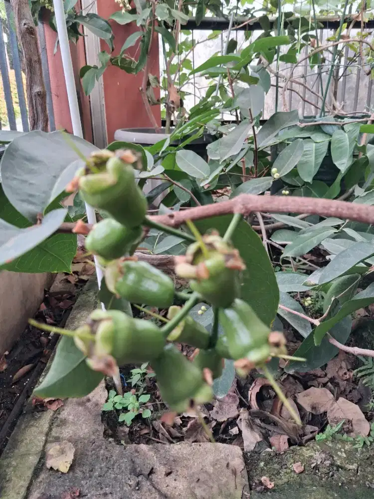 Dijual Tabulampot Jambu Air jenis KIOJOK sedang berBUNGA