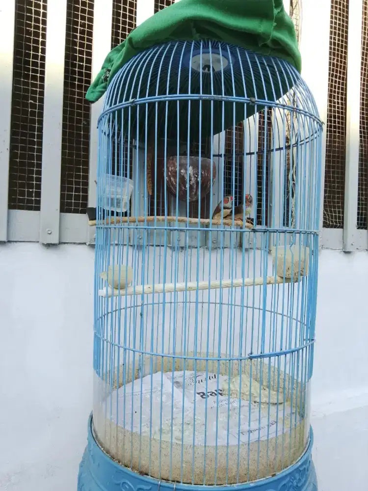 Burung zebra finch sepasang