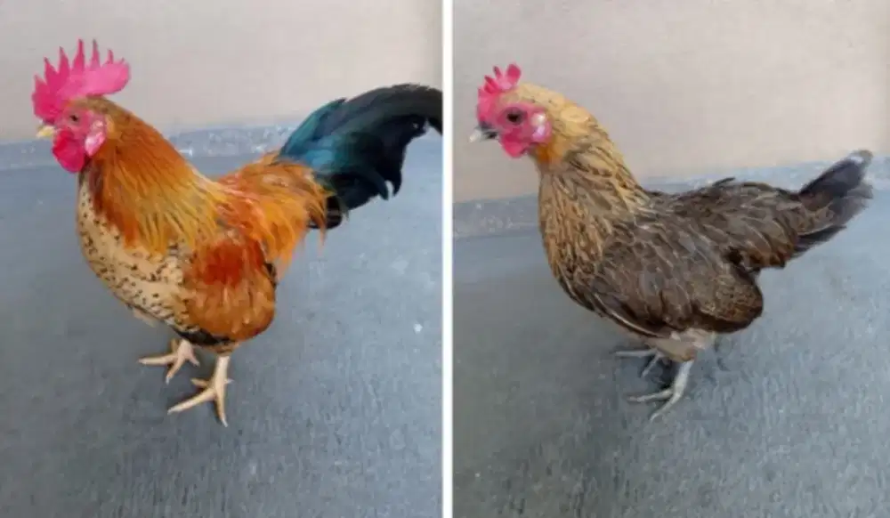Ayam kate sejodoh, produksi lancar jaya