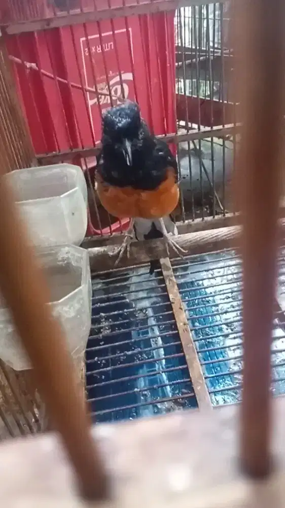 Mangga murai jantan bekas pejantan 4 kali