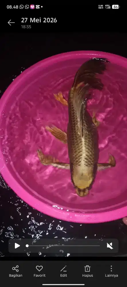 Ikan koi mukashi sirip lebar