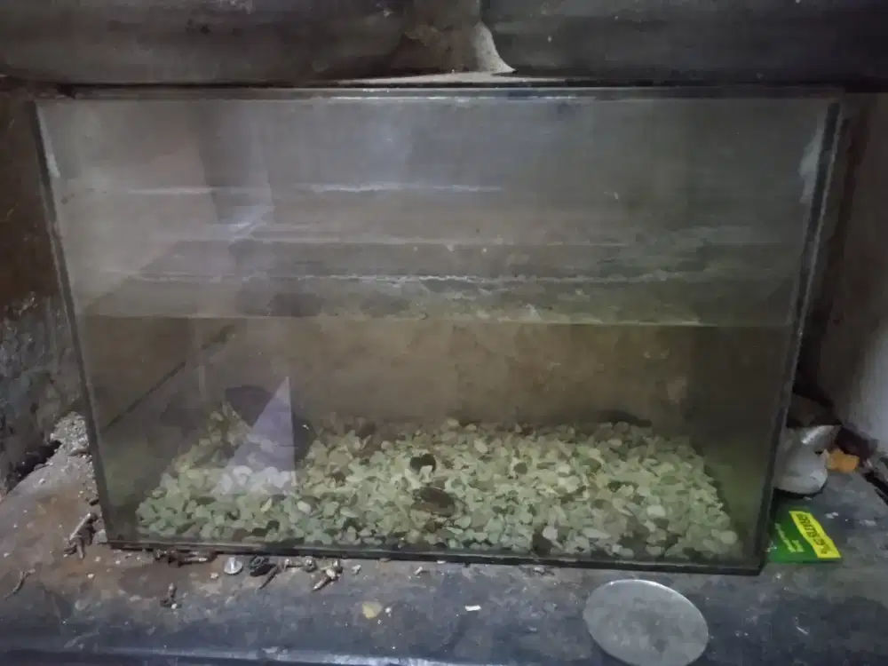 Aquarium Akuarium Ukuran 40x29cm
