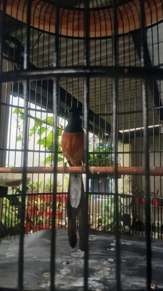 Murai Baru Muda