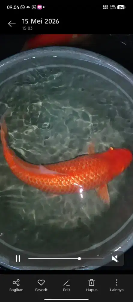 Ikan hias koi red karashi