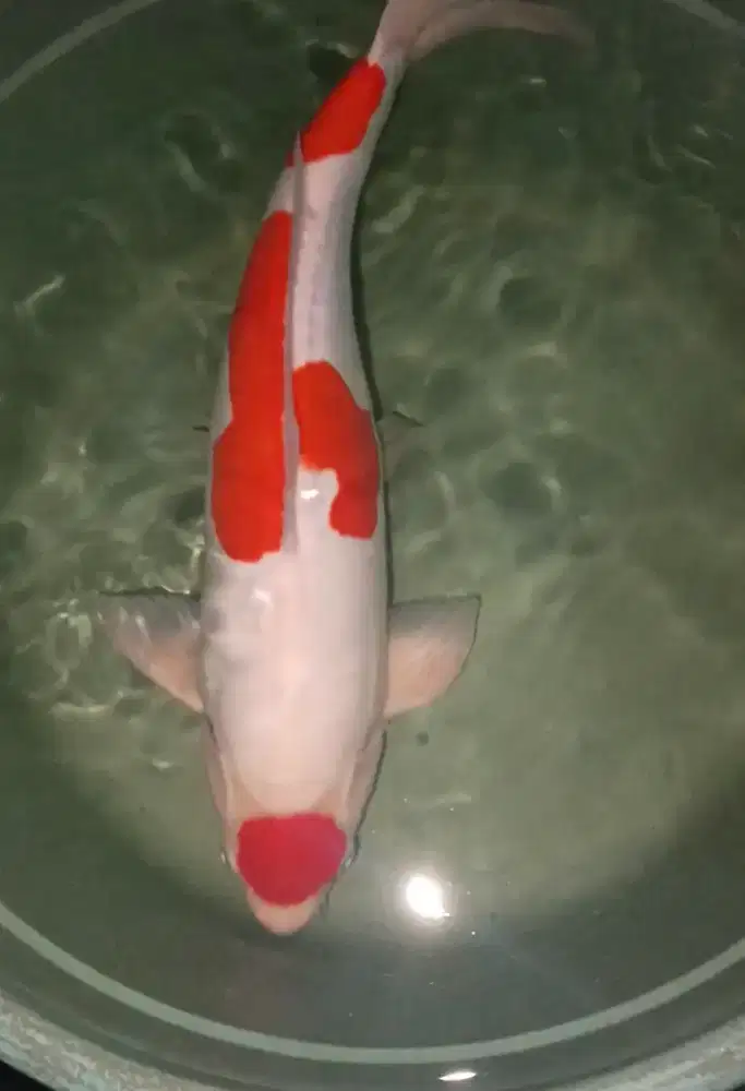 Ikan hias koi maruten kohaku