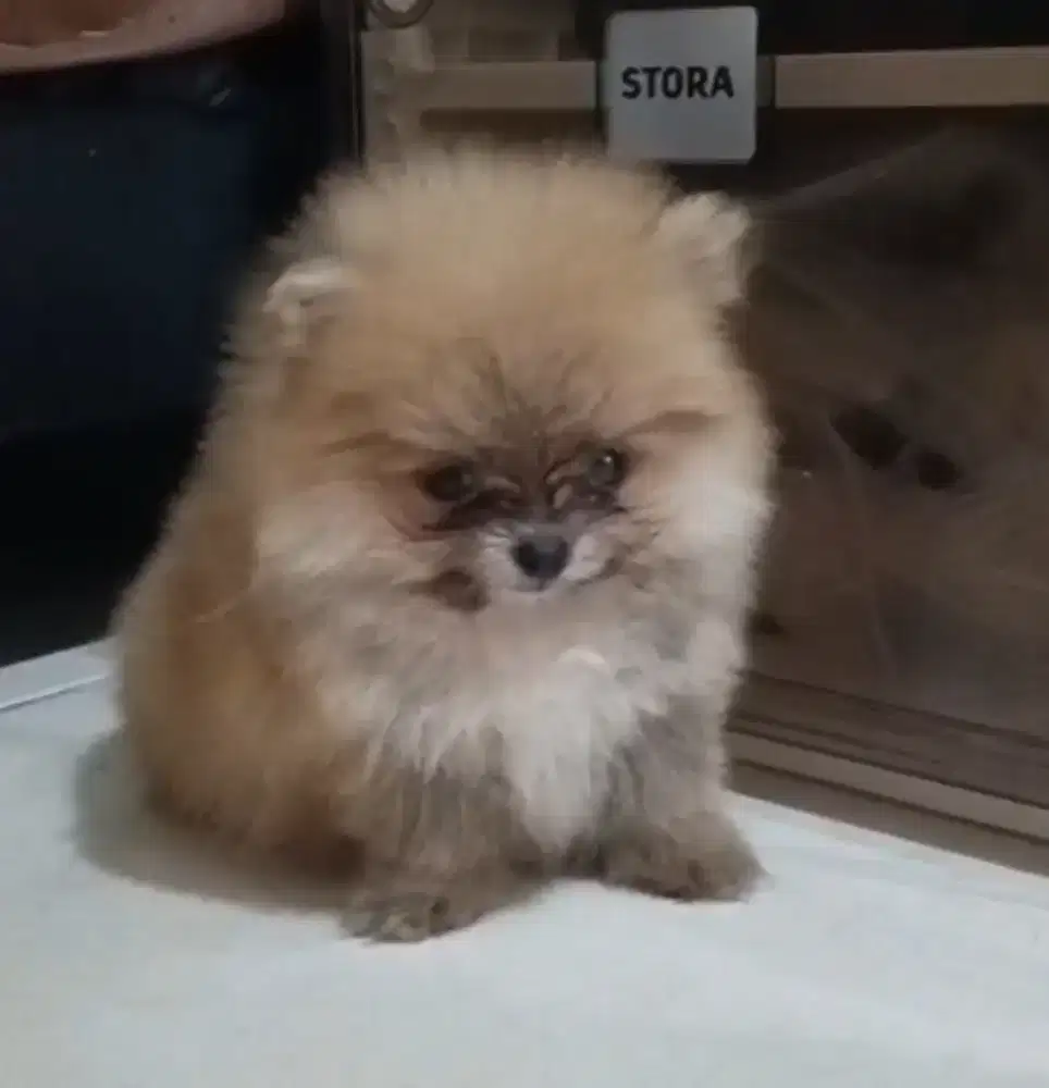 Super minipom stamboom