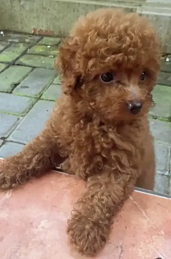 Ready poodle betina and jantan