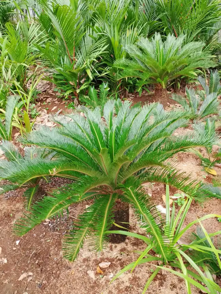 Palm sikas serit
