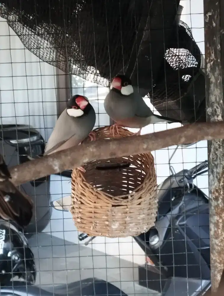 Paradise whydah, Gelatik, Manyar, Finch