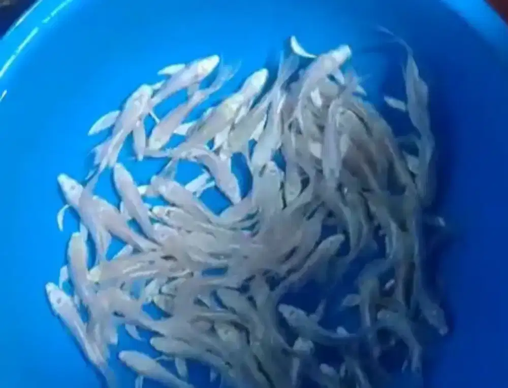 Ikan koi size 13cm