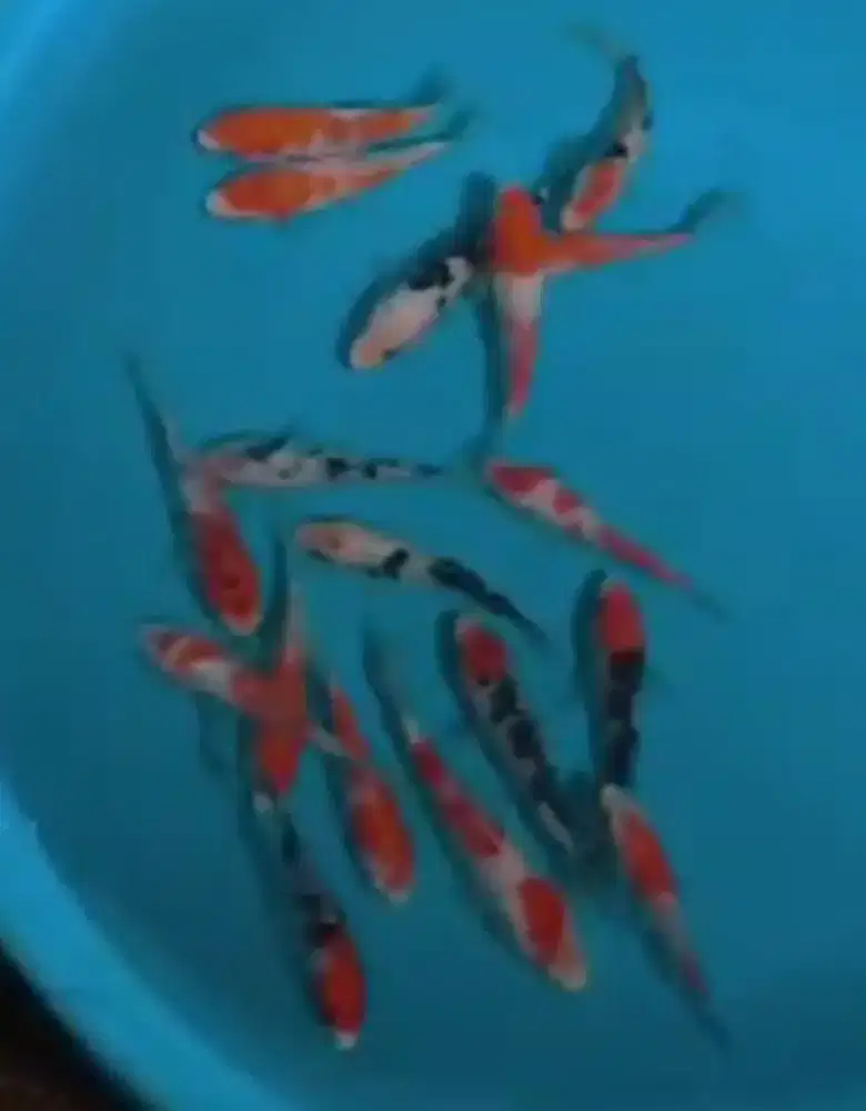 Ikan koi size 13cm