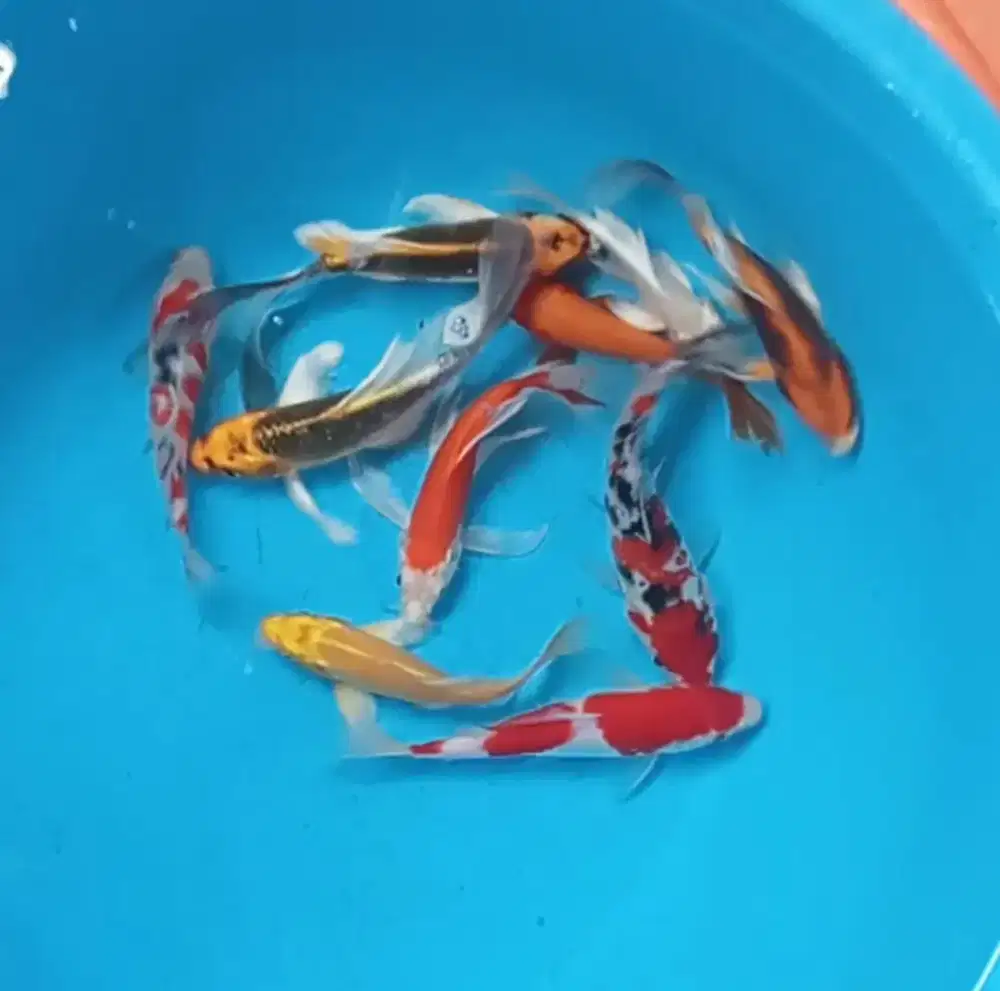 Ikan koi size 15cm
