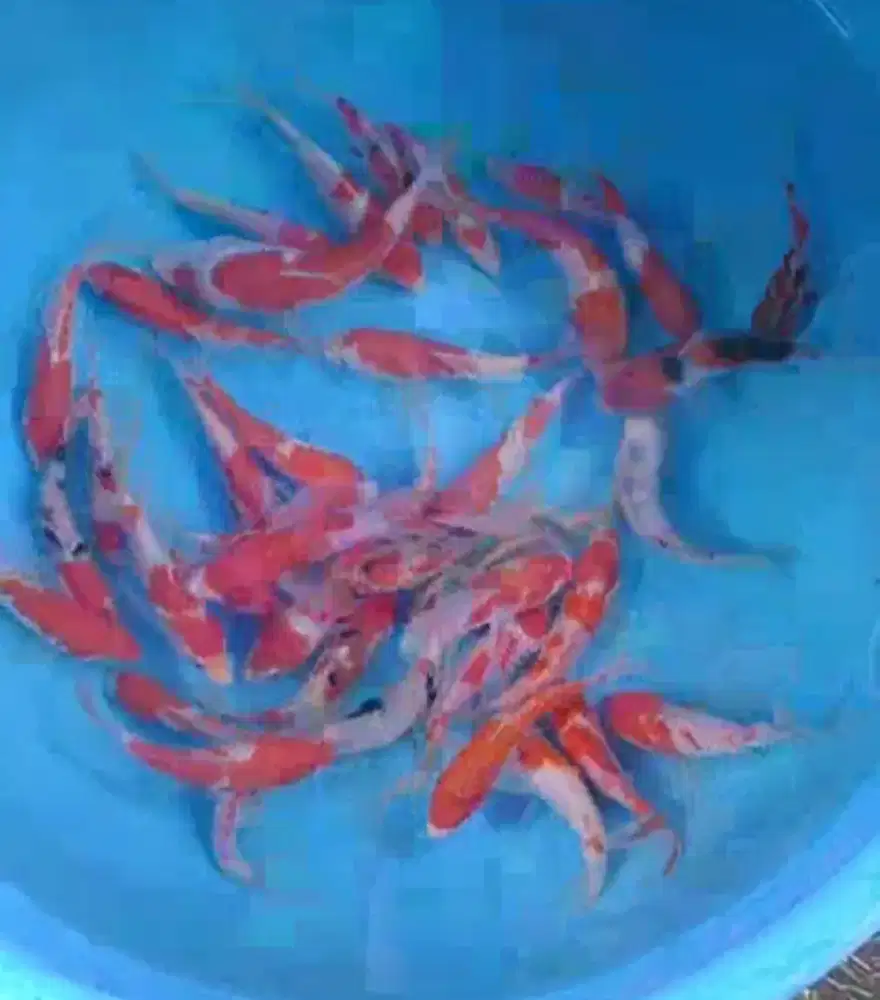 Ikan koi size 13-15cm
