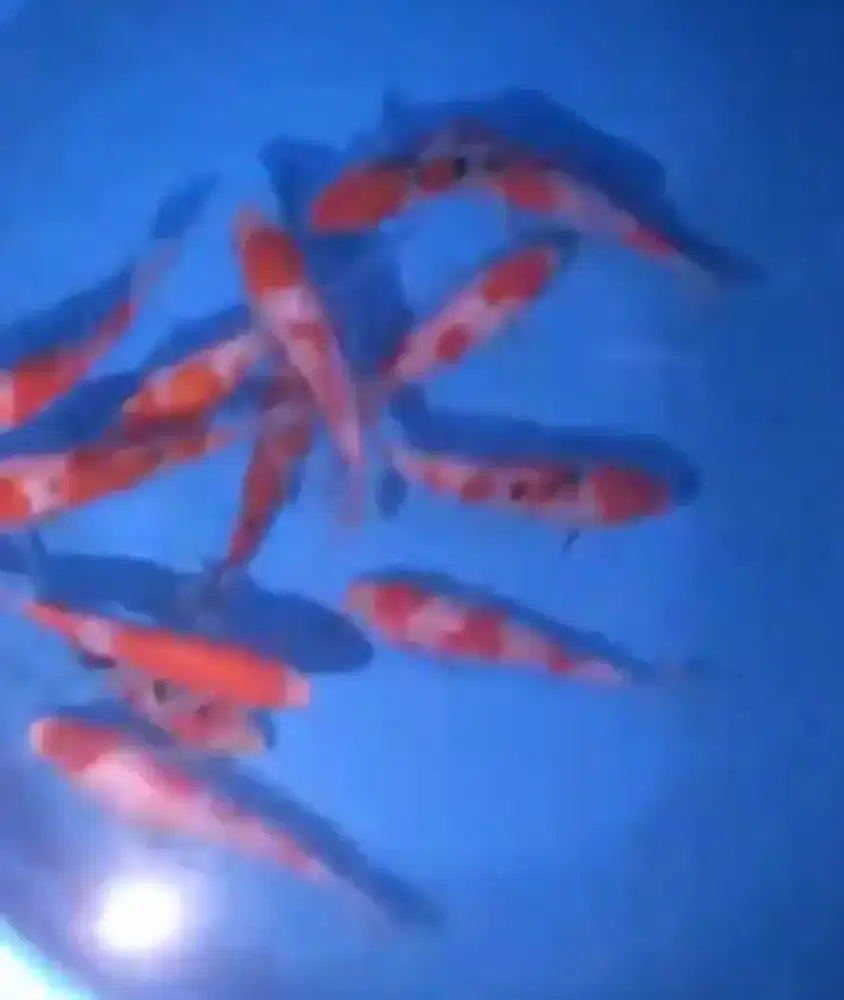 Ikan koi size 13-15cm