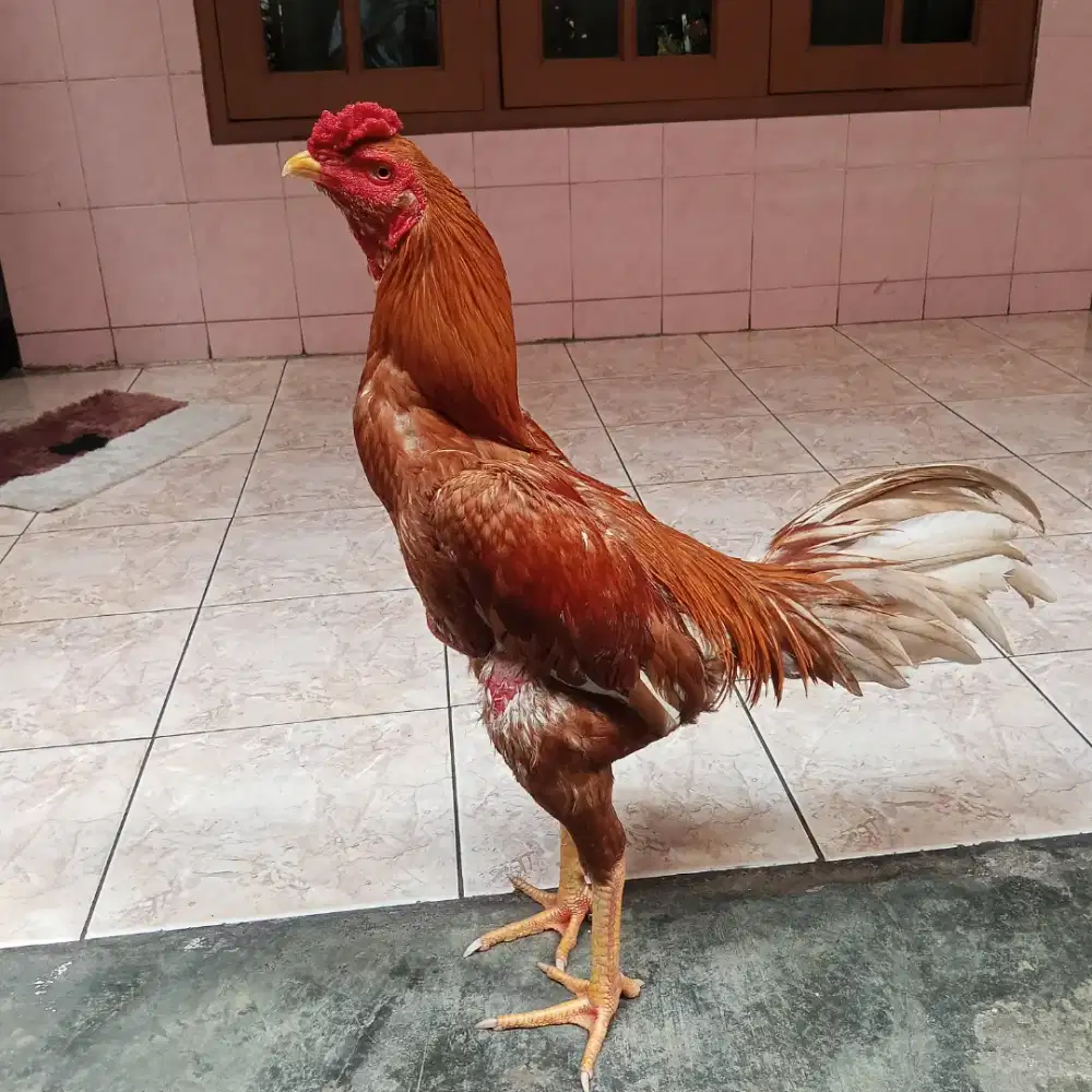 Ayam bangkok selatan x plucker
