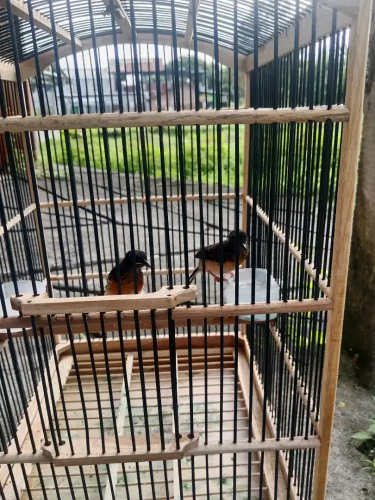 Spasang trotol mb trah klewer