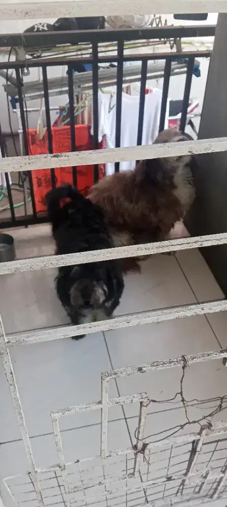 mau menawarkan Adopsi anjing
