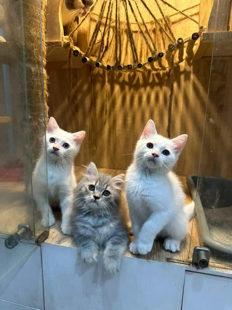 Kucing BSH white solid blue tabby mix persia jantan
