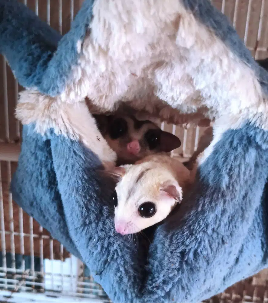 sepasang sugar glider platinum