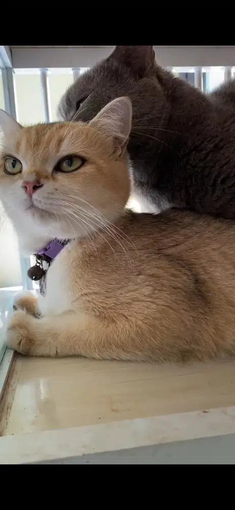 jasa pacak kucing bsh munchkin blue