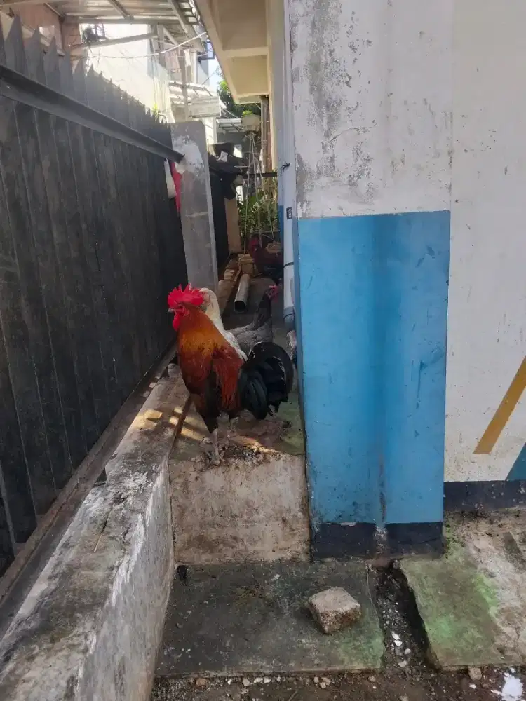 di jual ayam bebek entok. 600 ribu 10 ekor