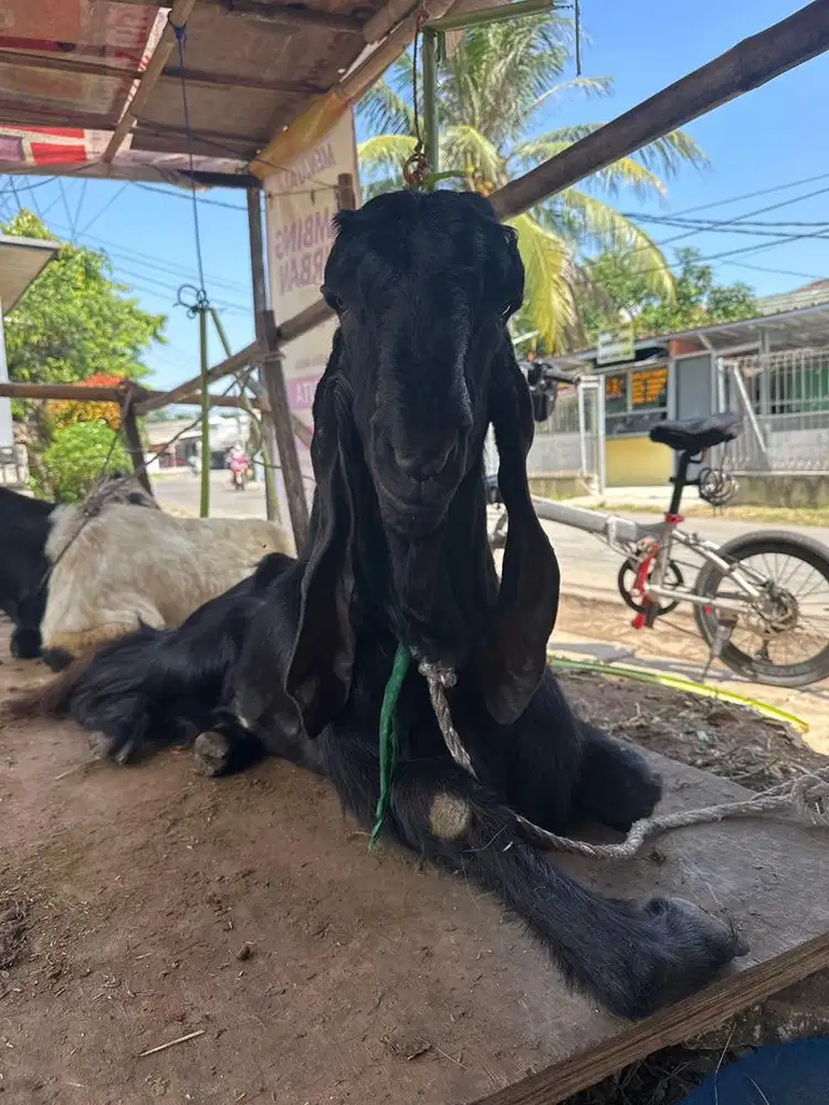 JUAL KAMBING MURAH