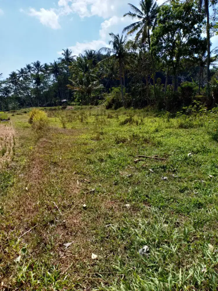 DIJUAL SAWAH DEKAT UNIVERSITAS TIDAR