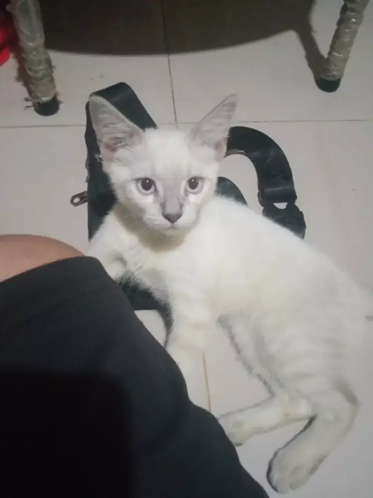 Di jual kitten Himalaya mix Siam