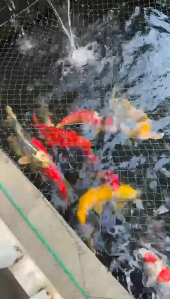 JUAL IKAN KOI BLITAR ASLI
