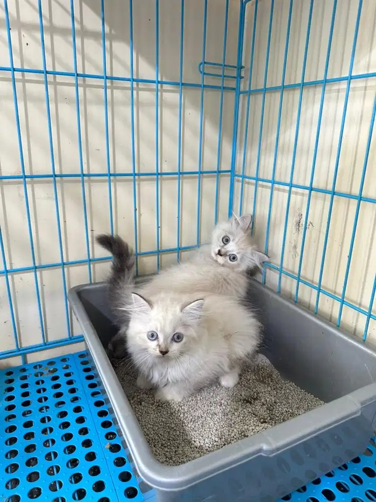 Kucing himalaya