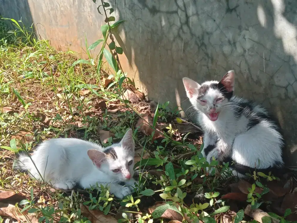 KITTEN JANTAN MIXDOME