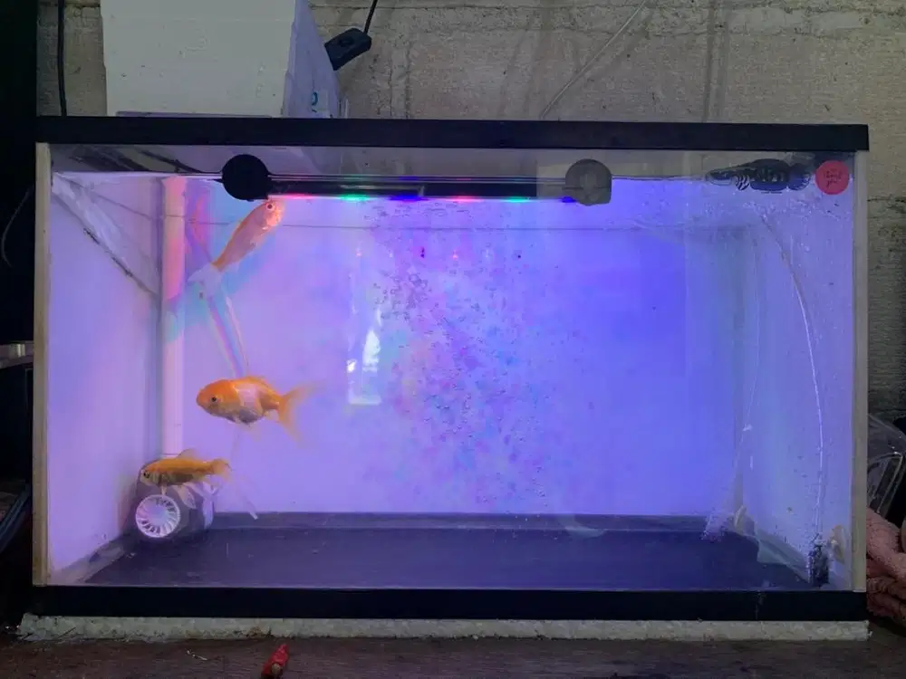 aquarium tinggal colok