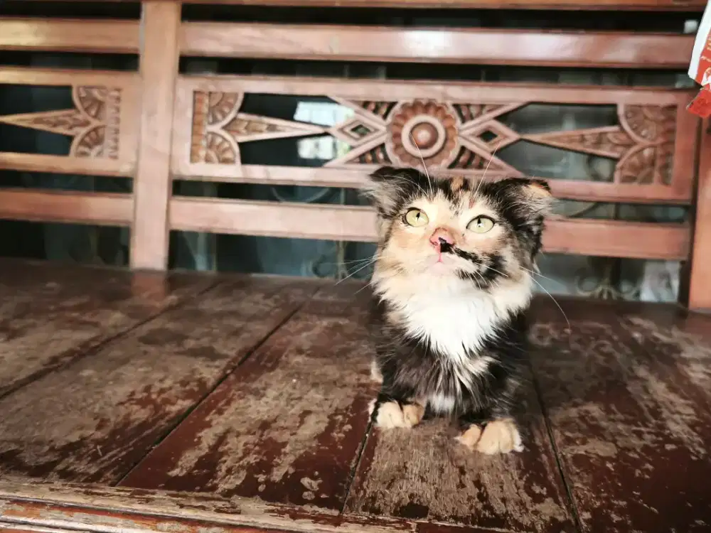 Anabul kitten cebol
