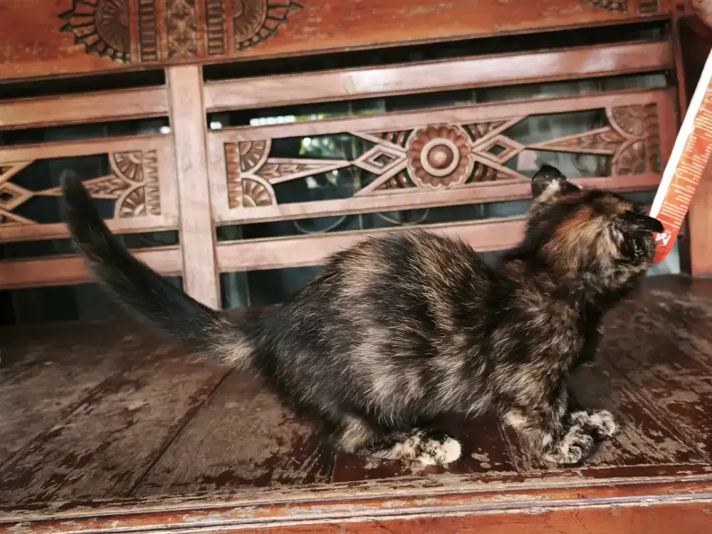 Anabul kitten kucing