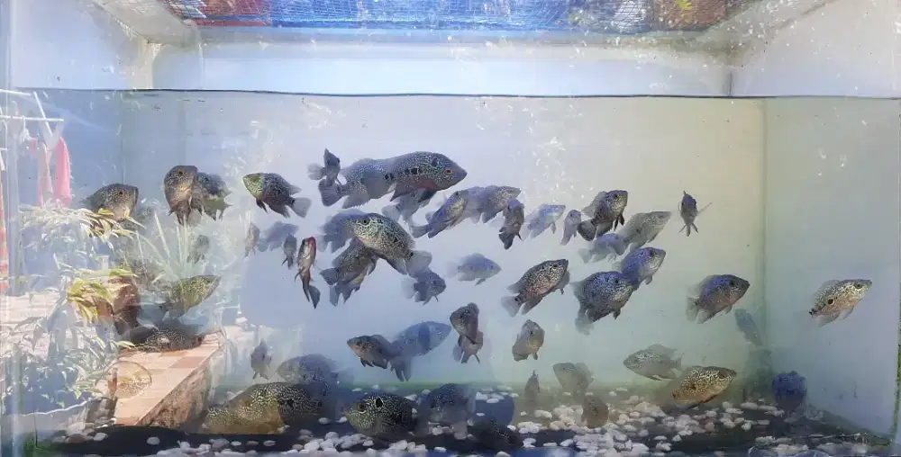 Ikan louhan cencu burayak borongan
