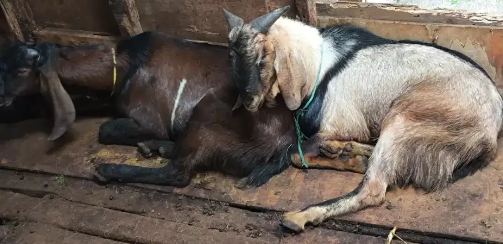 Root aja murah kambing