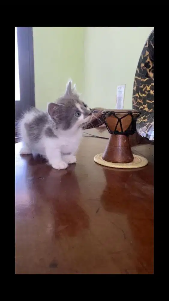 Kucing munchkin betina
