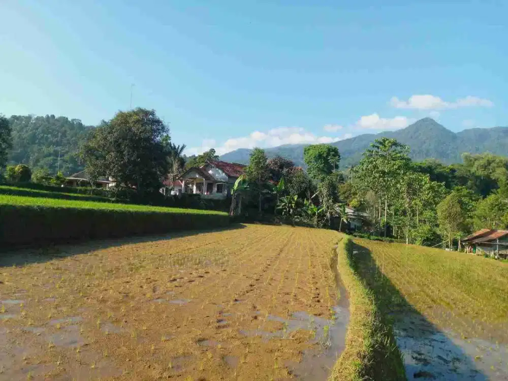 tanah sawah