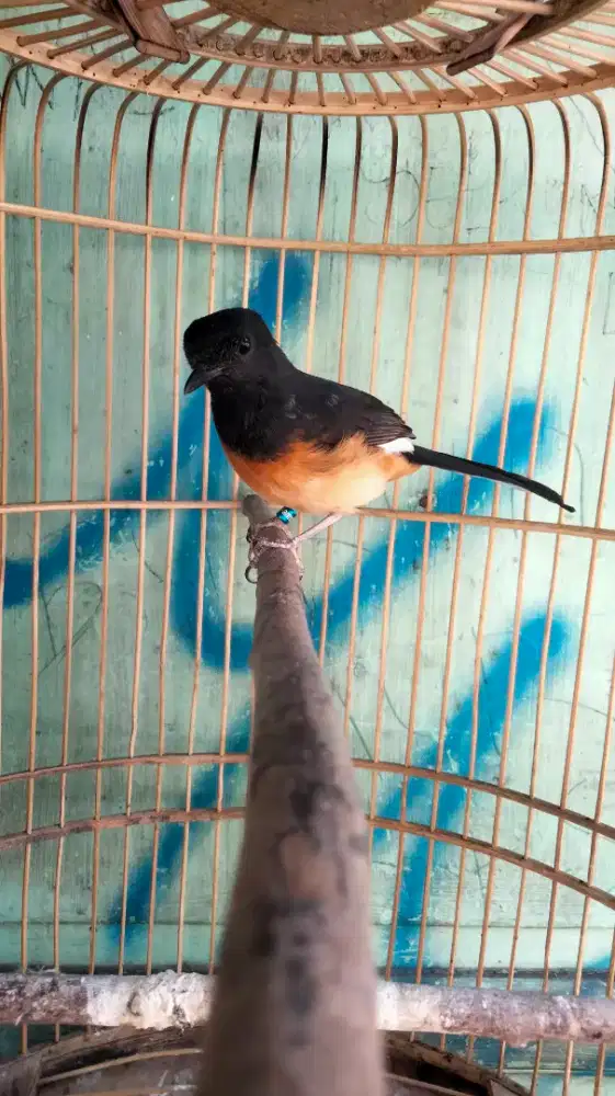 Murai Batu Medan Bahorok Blorok Badan Gede Kaki Hitam Rajin Bunyi