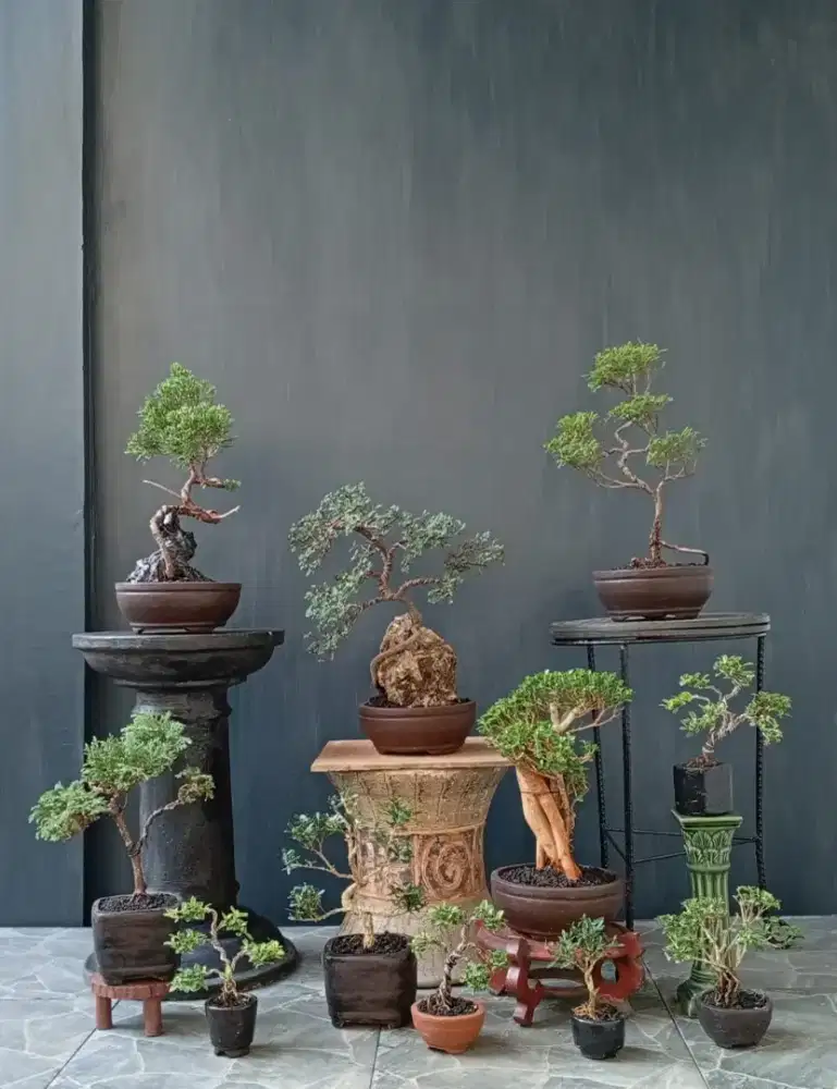 Borong murah mini bonsai 11 pohon