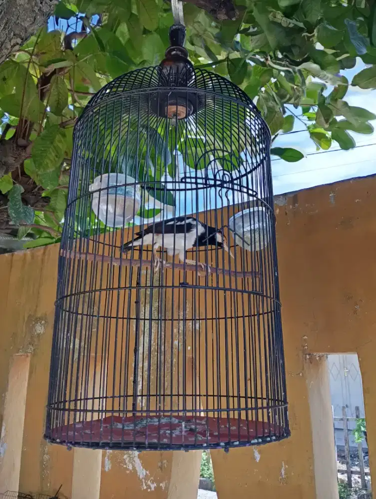 Burung Jalak Suren