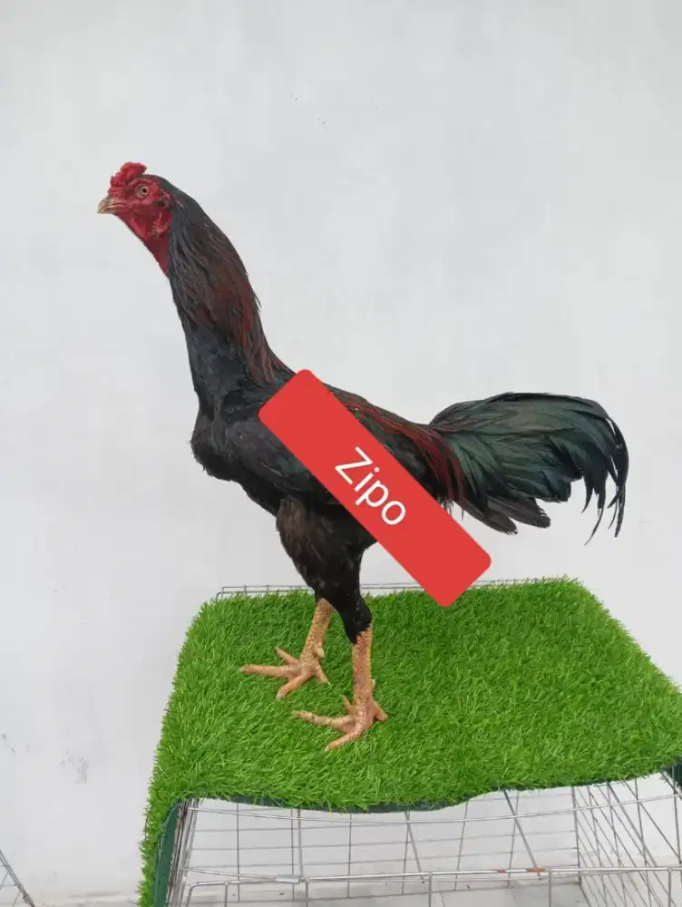 Ayam bangkok tenjo