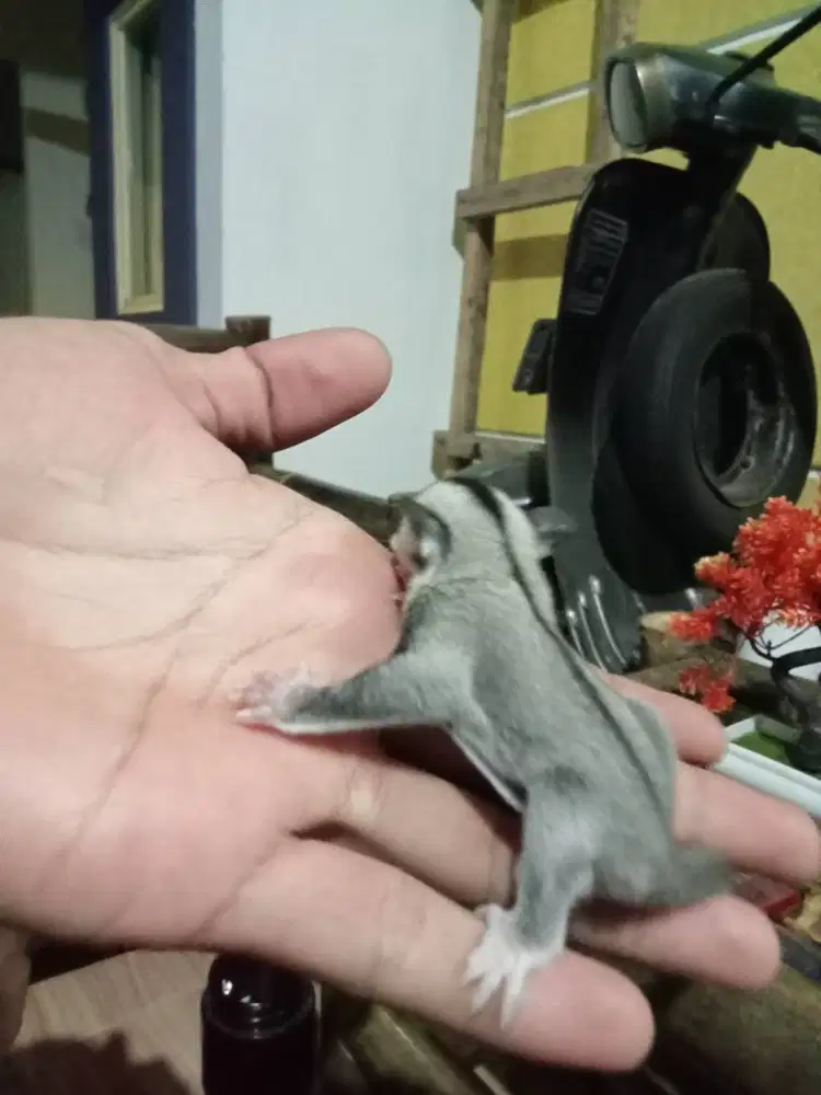 Joey sugar glider