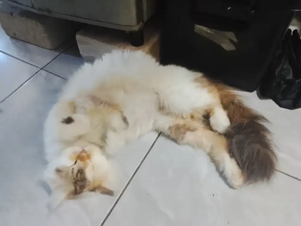 Open adopsi persia