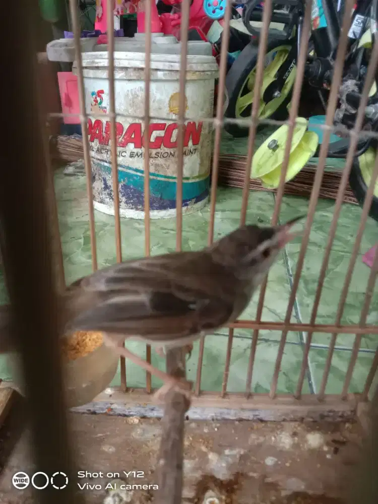 jual burung alang jantan harian ne bunyi udh makan pur